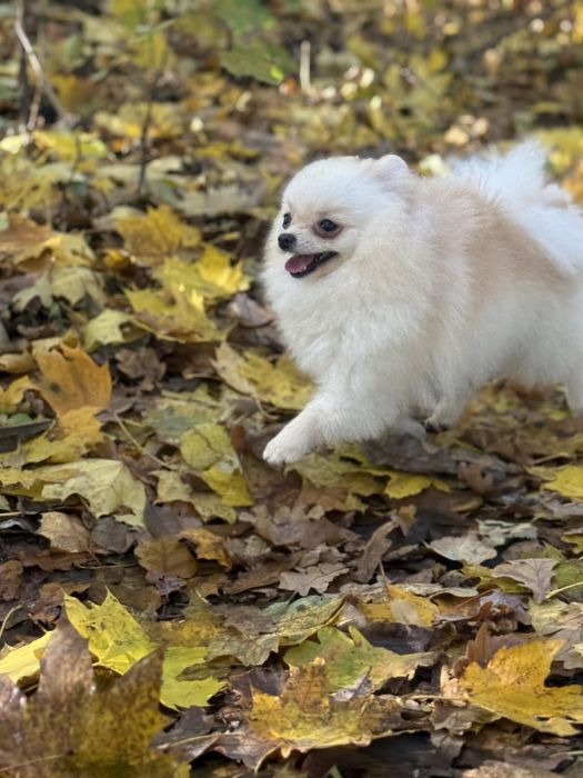Померанський шпіц дівчинка мікро