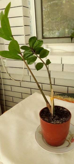 Комнатное растение Замиокулькас