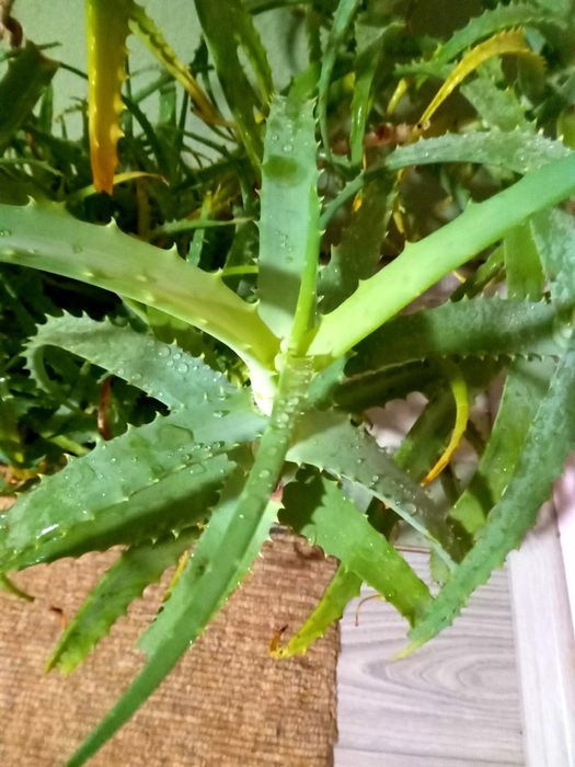 Продам алоє недорого