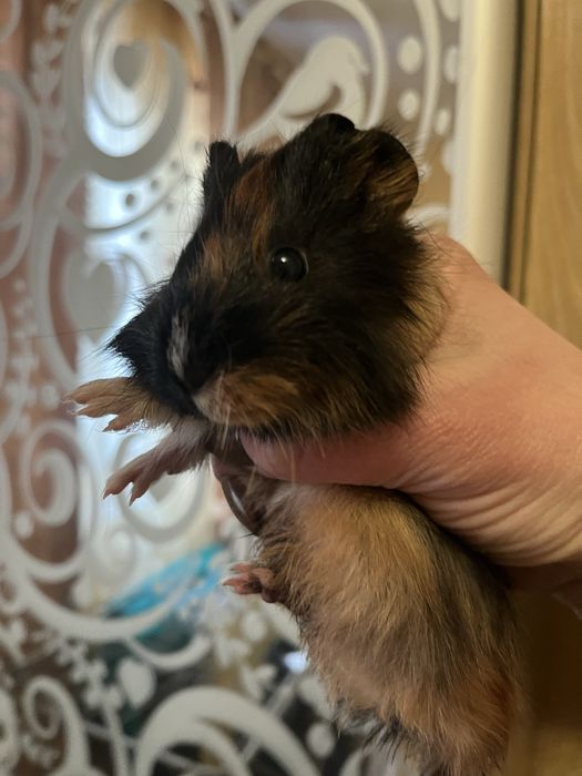 Морські свинки різного віку