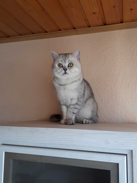 В'язка кіт шотландський срібна шиншила