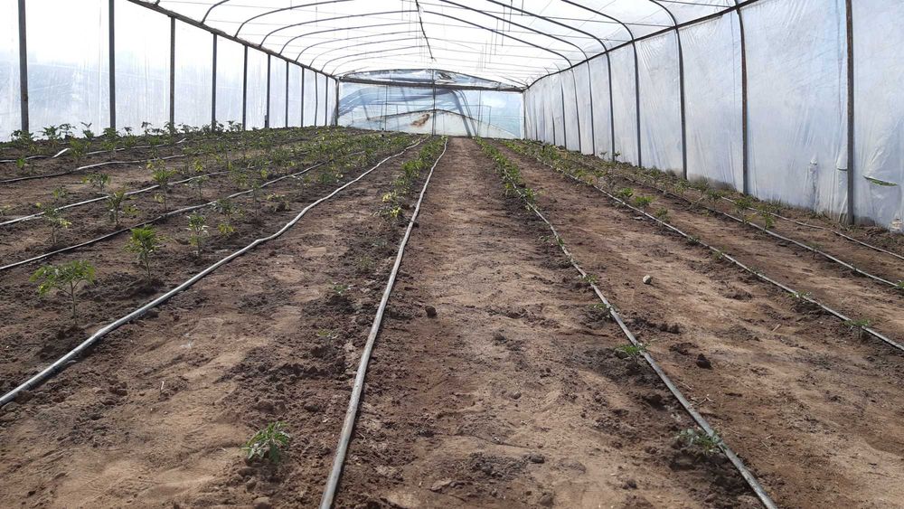 Tunel foliowy 565 m2 17m/33m podwojny dubel