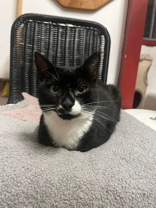 Aniołek -naczelny miziak szuka domku