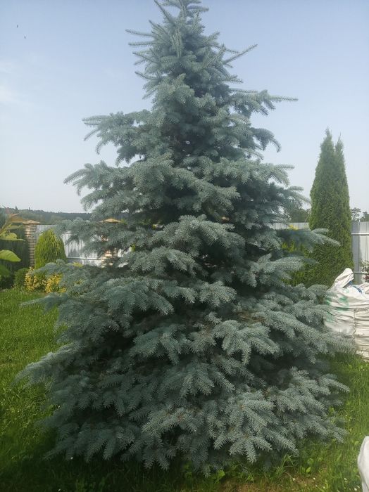 Голуба ялинка -  ель голубая