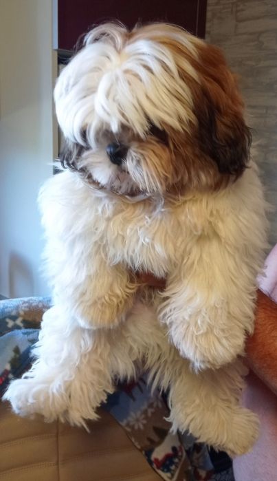 Продам цуценя Ши-тцу - хлопчик!