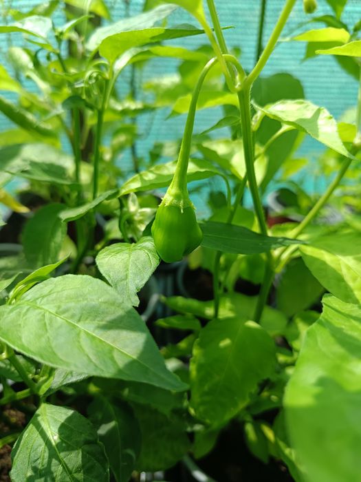 Plantas de Pimenta / Malaguetas raras