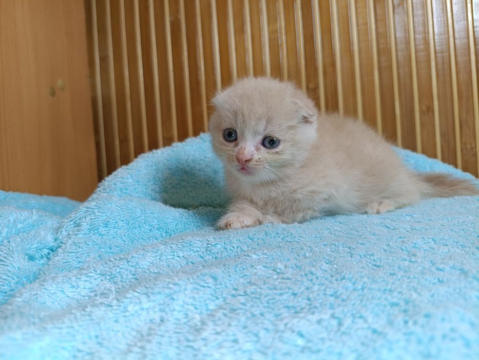 Шотландские вислоухие котята золотая шиншилла