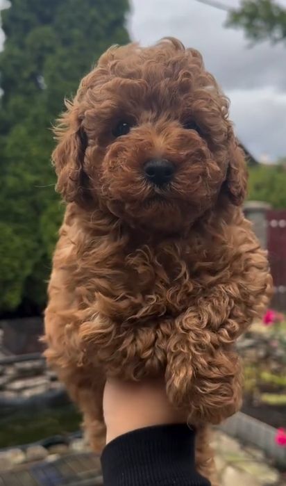 Той пудель ред браун.малиш .