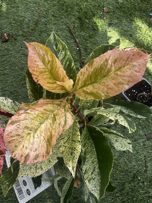 Photinias para sebes