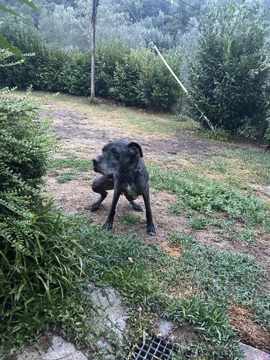 Dog alemao para dar