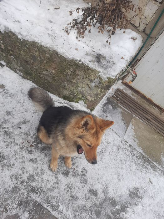 Відам в добрі руки собаку кличка Фіма