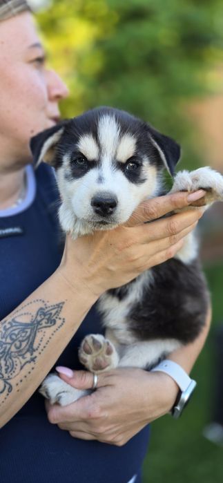 Husky piękne z rodowodem