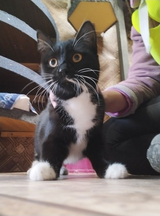 Młodziutka kotka Ramona czeka na dom w schronisku