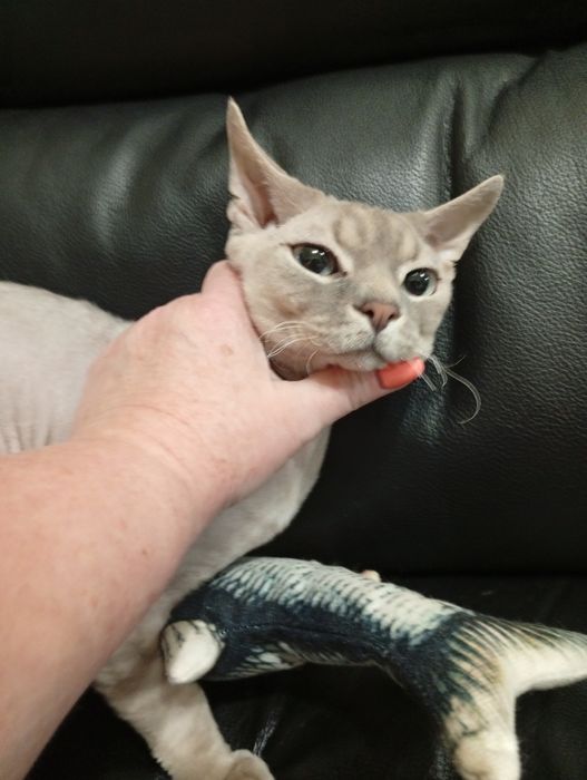 КИЕВ! Вязка Девон Рекс! Devon Rex. Кот для вязки.