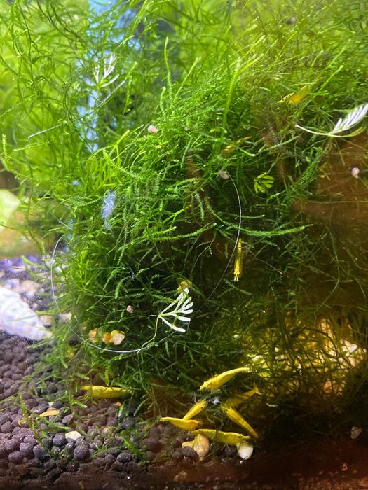 Neocaridinas yellow (amarela)