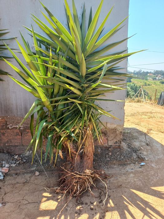 Yuca para jardim
