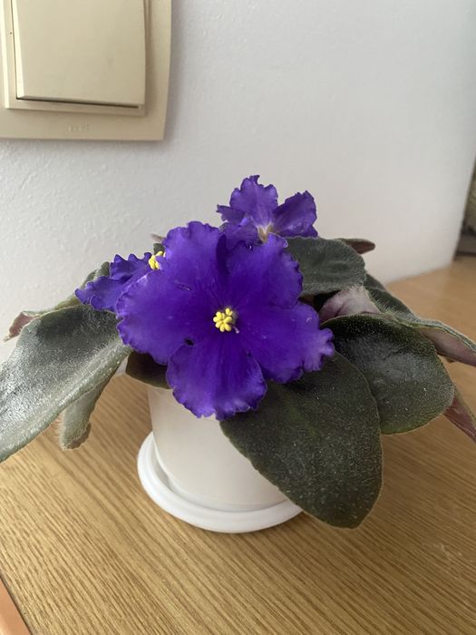 Фіалка кімнатна багато сортів