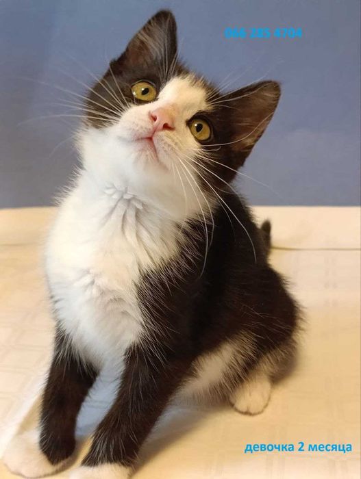 Котята красивые котики  бесплатно
