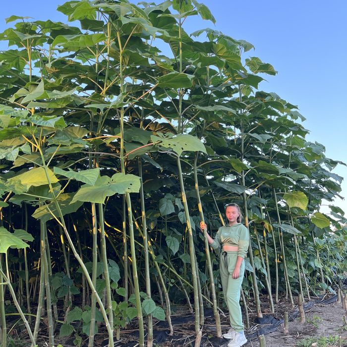 Насіння Павловнії Pao Tong-07 уп 500шт, Семена Павловнии +ПОДАРУНОК