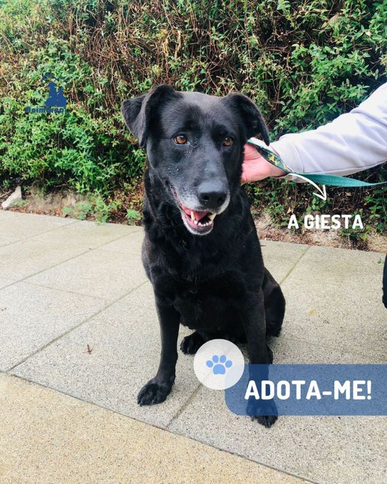 Giesta cadela para adoção