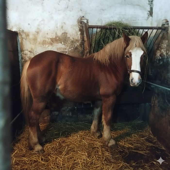 Polski koń zimnokrwisty