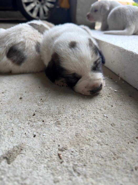 bebés da raça Cão de Gado Transmontano