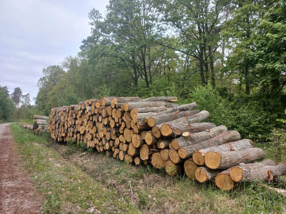 Drewno wałki kominkowe opałowe grube swietna jakosc