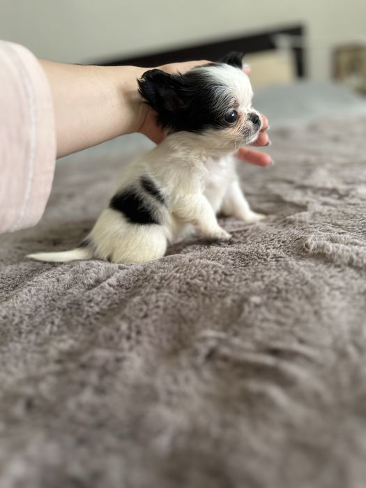 Menino chihuahua pelo longo , mini