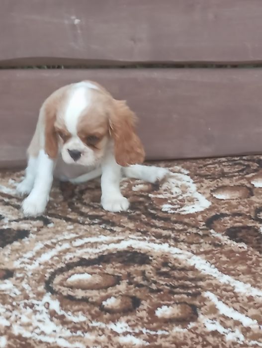 Cavalier king charles spaniel