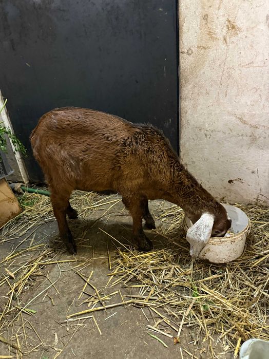 koziołek anglonubijski