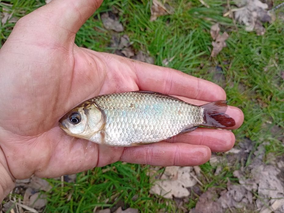 Karaś srebrzysty (10 - 12 cm) do oczka , na żywca