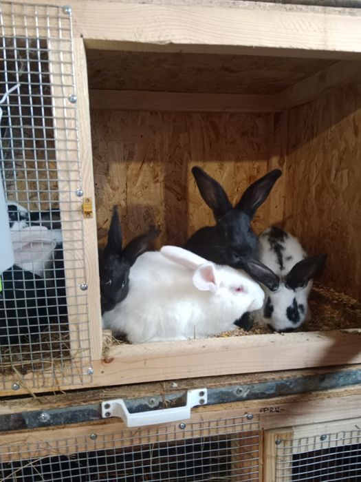 Кролі Фландр,бургундець,каліфорнія,змішані , акселерати