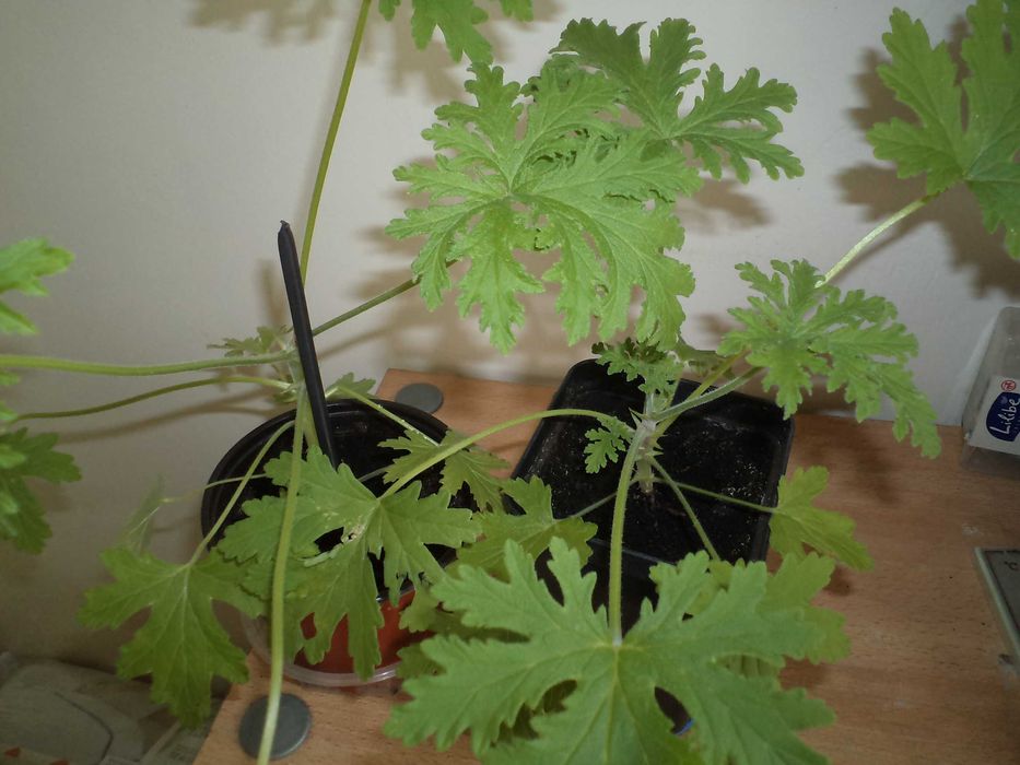 geranium anginka kwiat doniczkowy