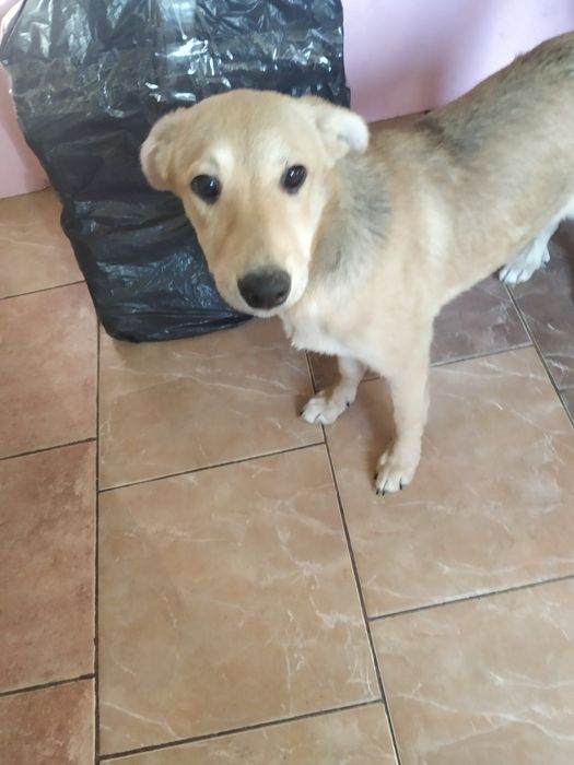 Щенки Метисы Бордера