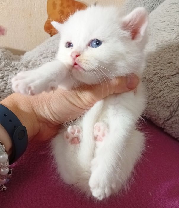Кошеня з блакитними очима. Котенок, котята
