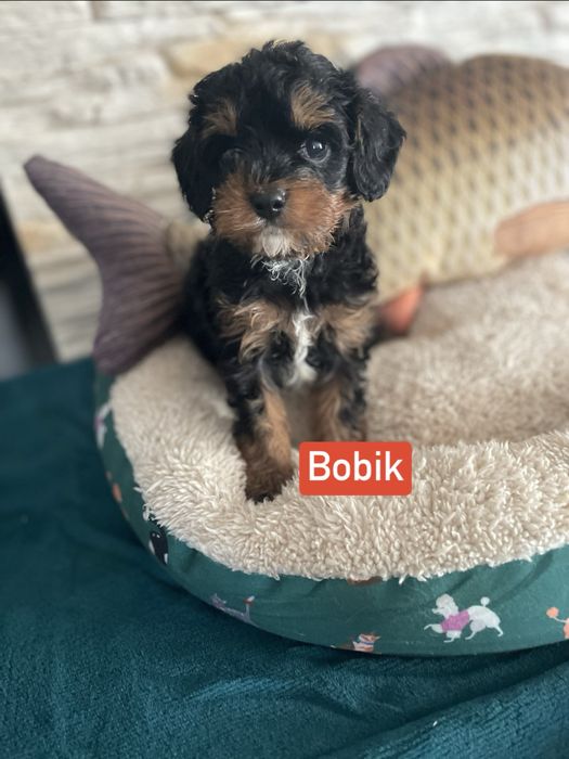 Cavapoo śliczny samiec tricolor cavalier pudel