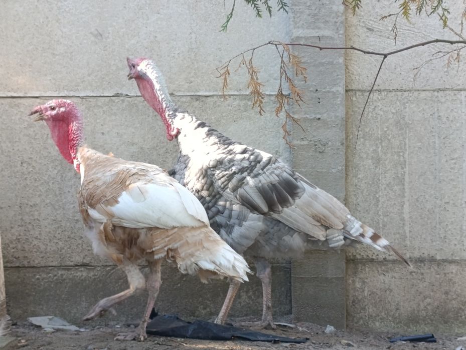 Продам Індика на вибір