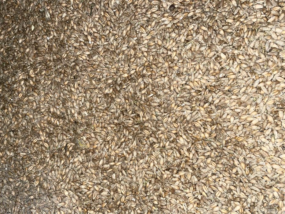 Pszenżyto i pszenica