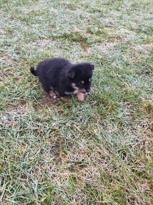 Oddam szczeniaki/pieski/Za darmo