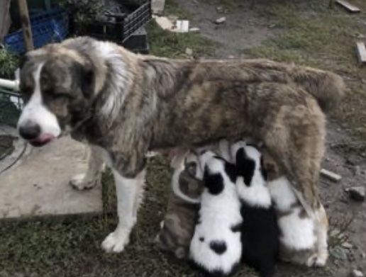 Алабай. ДЛЯ ВЯЗКИ!!!