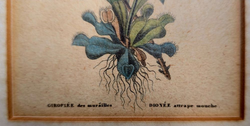 Quadro Botânico Composto