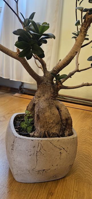 Duży Fikus Ginseng Bonsai (90 cm) w ozdobnej donicy