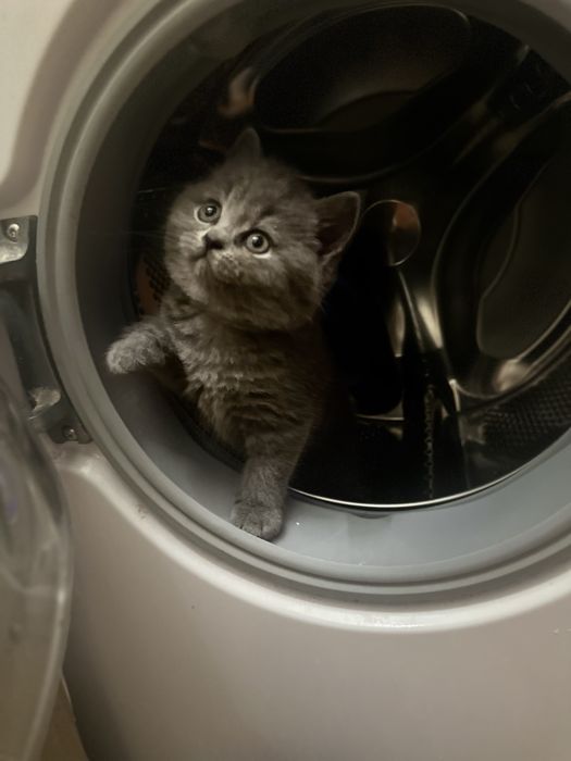 Шотландський висловухий кіт