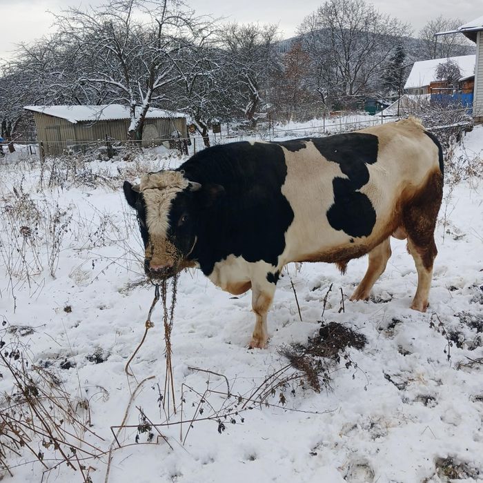 Продам бика  Обхват 2.40+