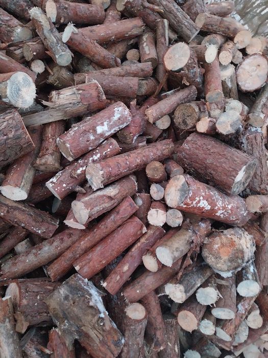 Gałęzówka dąb buk sprzedam