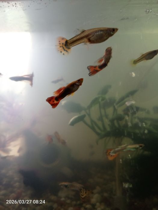 Рибки Гуппі різних порід