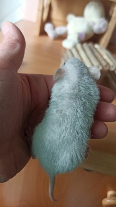 Криса дамбо Рекс, хлопчик