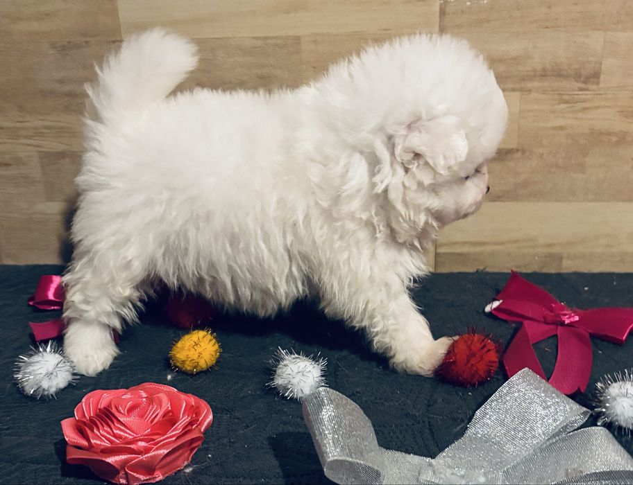 Spitz .anao .lulu da pomerania femea