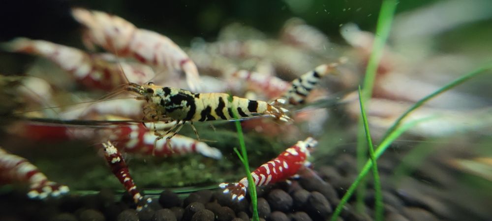 Krewetki Caridina Fancy Tiger red/black.