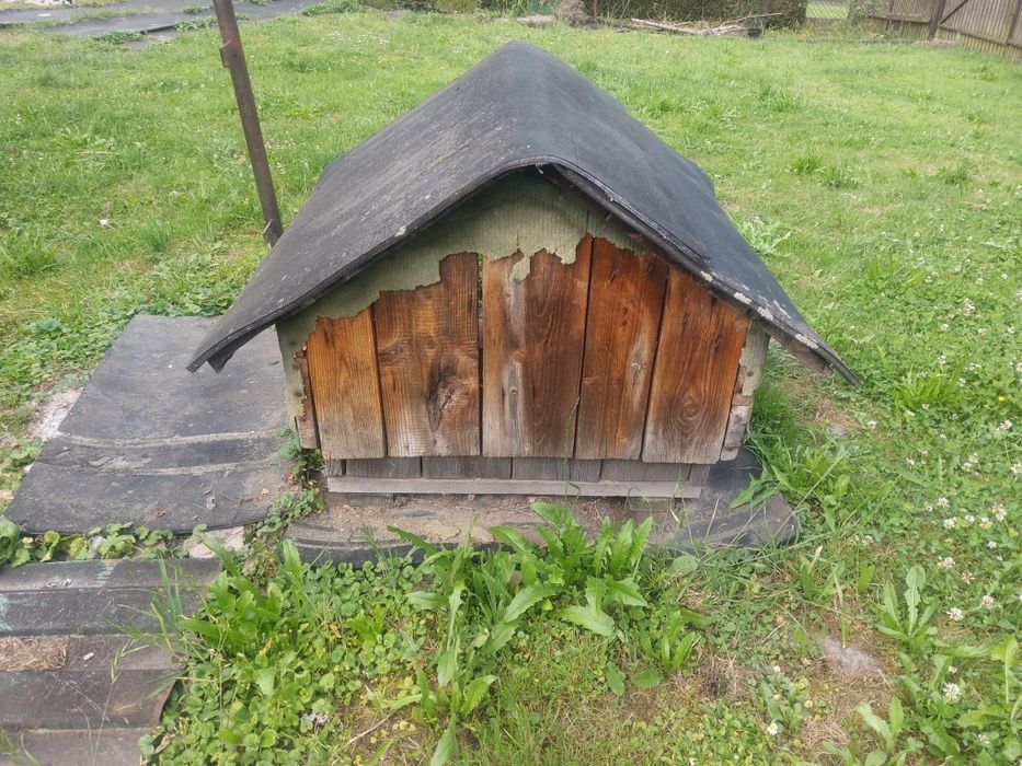 Buda dla psa za darmo